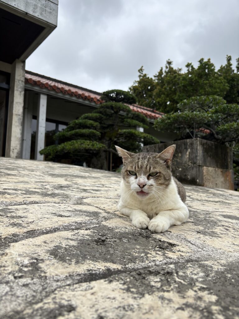 てぃーち その他