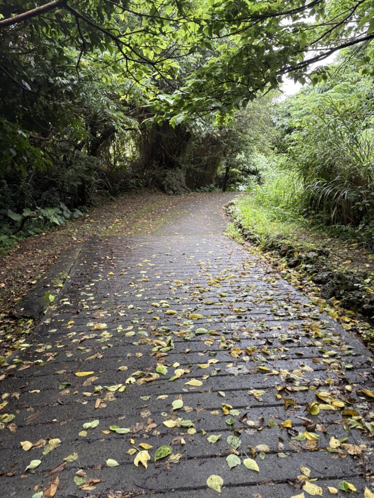 知念城跡へ続く、落ち葉の敷かれた坂道