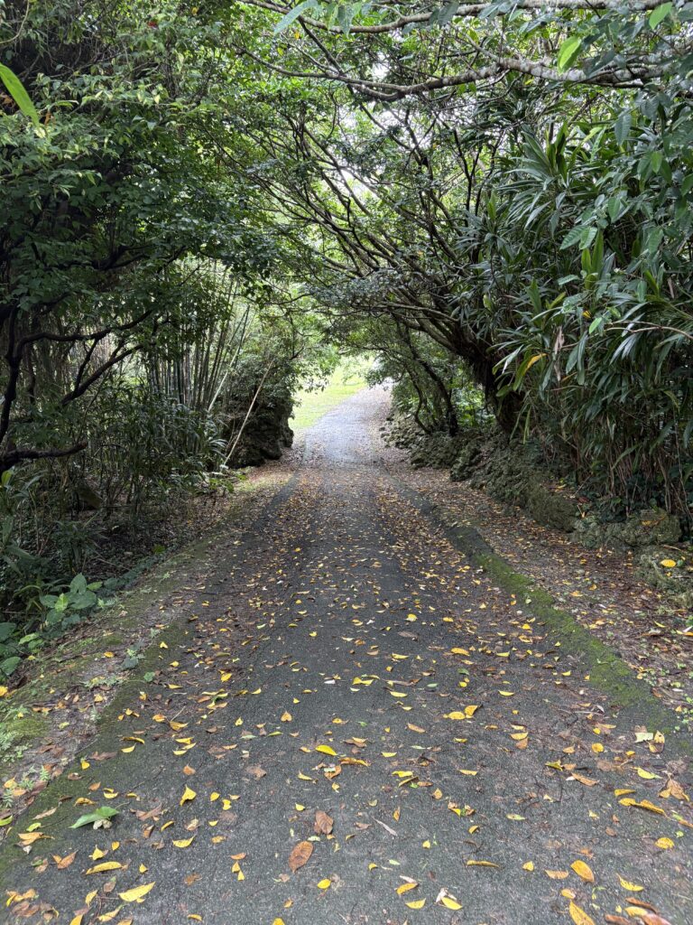 木々のトンネルを抜ける、知念城跡への道