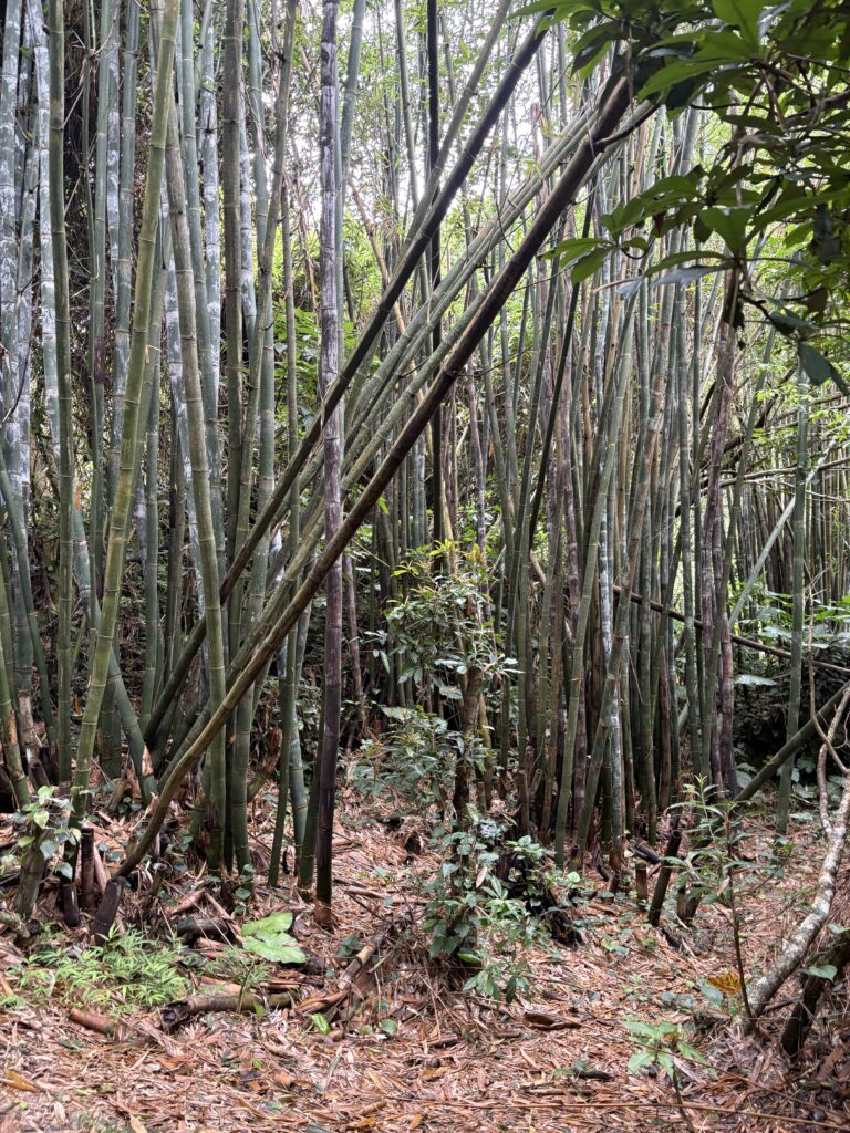 知念城跡へと続く、背の高い竹林