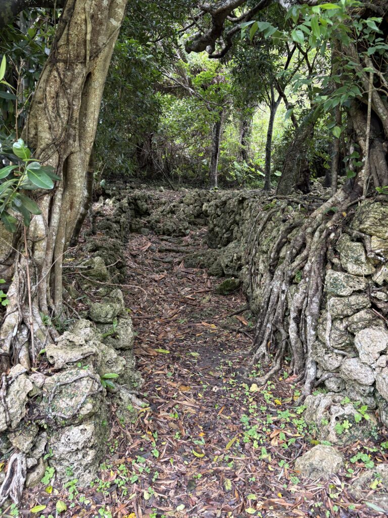 知念城跡、木々の根が石垣を包み込む風景