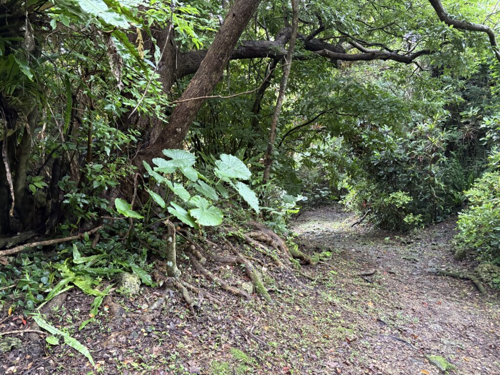 知念城跡の奥へ続く、草木が生い茂る小道
