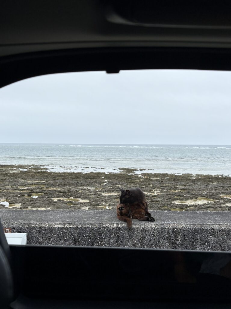 奥武島 防波堤で毛づくろいする黒猫