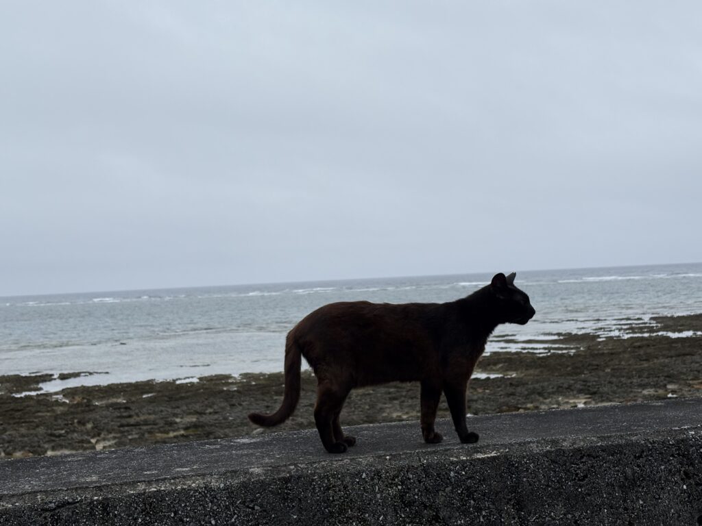 奥武島 海を背景に歩く黒猫の後ろ姿