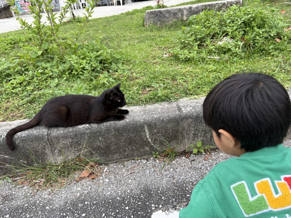 奥武島で子供と黒猫の心温まる触れ合い