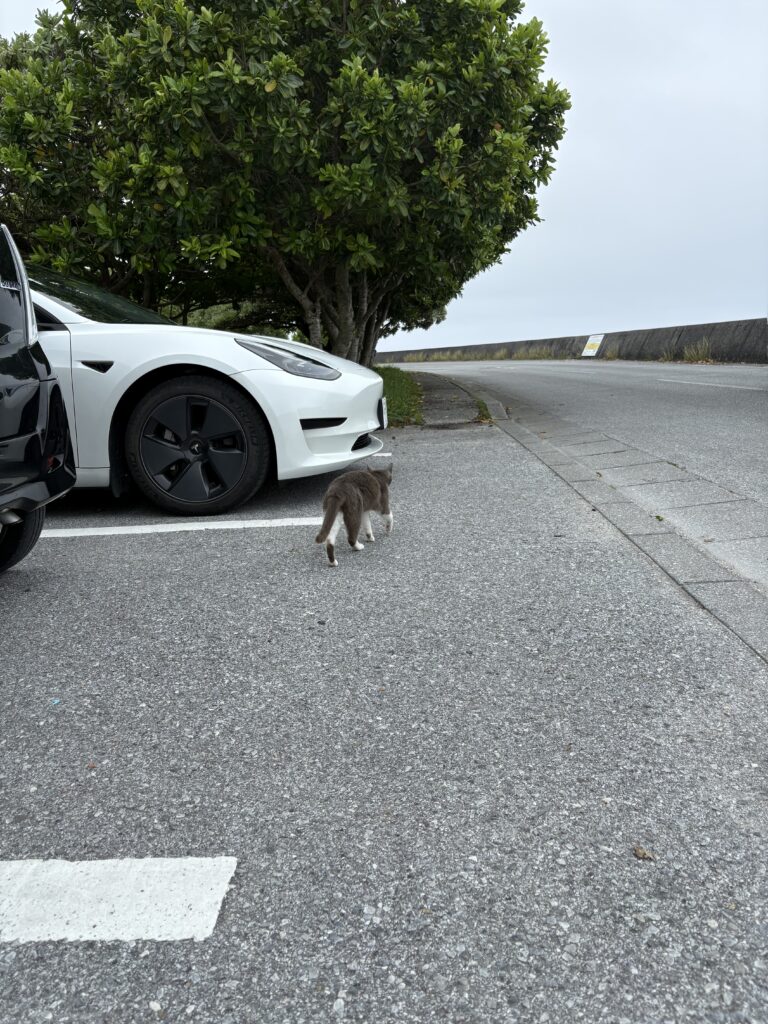 奥武島 駐車場の白い車の下を歩く猫