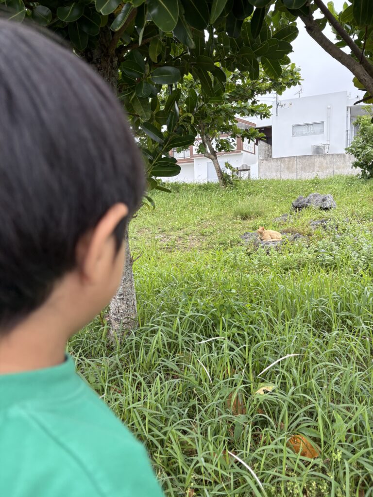 奥武島 草むらに隠れる茶トラ猫と子供