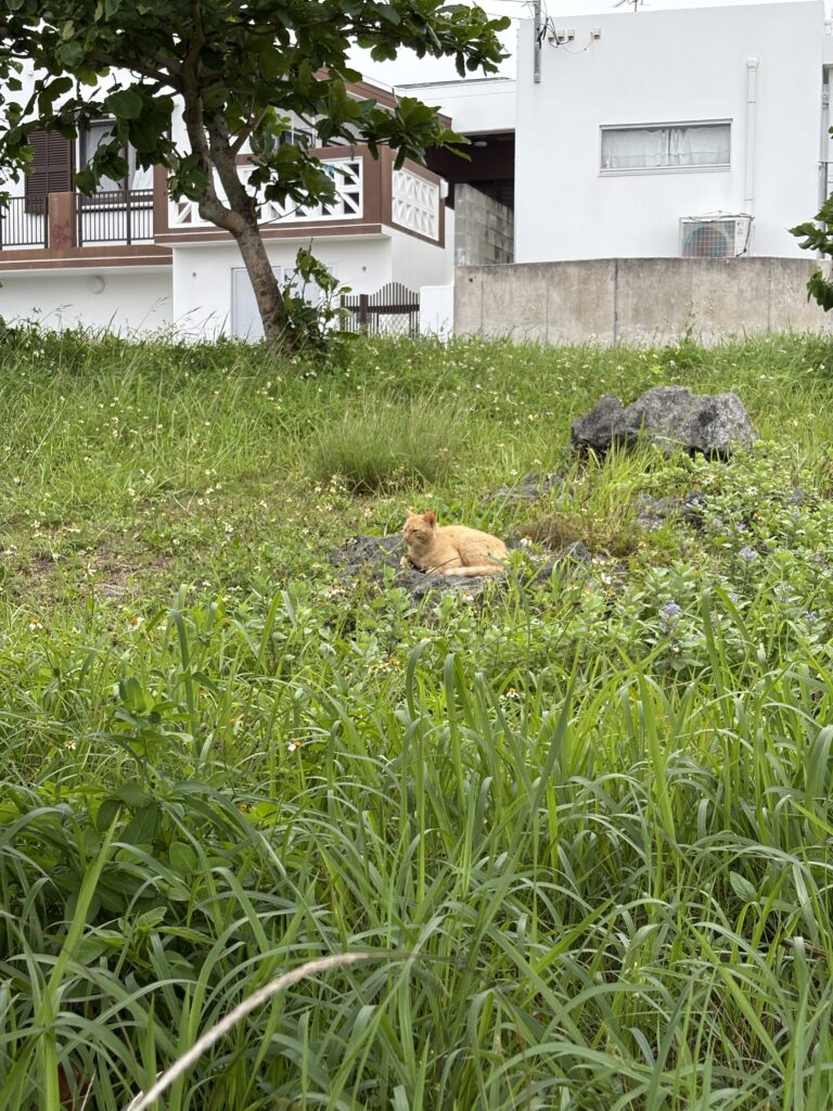 奥武島 緑の草むらでくつろぐ茶トラ猫
