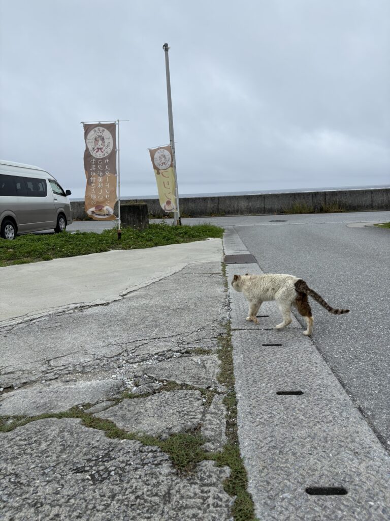 奥武島 道の脇を歩く白と茶色のまだら猫