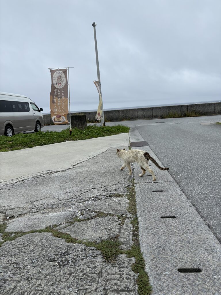 奥武島 海沿いを散歩するまだら猫の後ろ姿