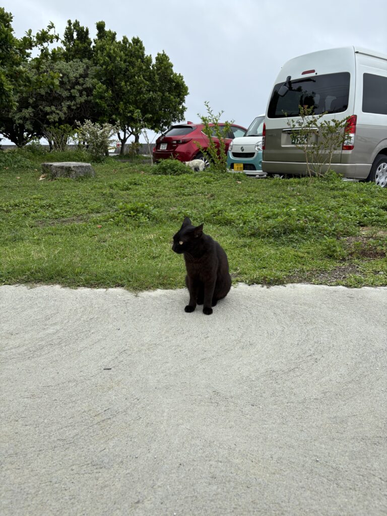 奥武島 草むらの向こうで座る黒猫